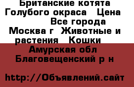 Британские котята Голубого окраса › Цена ­ 8 000 - Все города, Москва г. Животные и растения » Кошки   . Амурская обл.,Благовещенский р-н